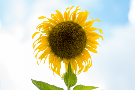 Sunflower beautiful bright colored in garden. Natural flower.の写真素材
