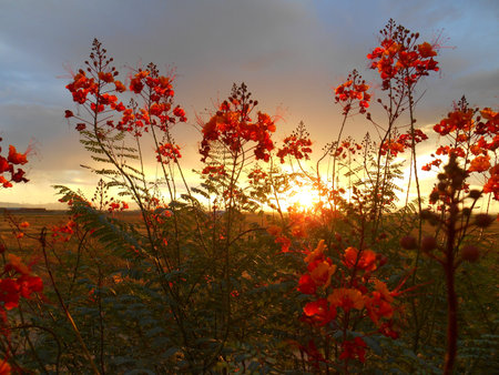 Sunrise in San Tan Valley Arizona, seen from behind Bird of Paradise flowersの写真素材