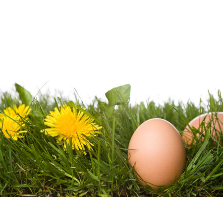 fresh eggs on grass . isolated on a white background. please have a look at my other images about...