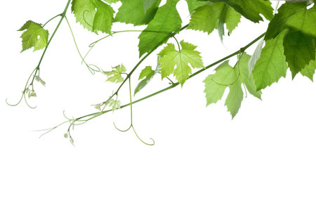 backdrop of grape or vine leaves isolated on white background.Please take a look at my other images of grape-leavesの写真素材