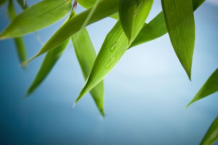 High resolution image of wet bamboo-leaves . Please take a look at my similar bamboo-imagesの写真素材