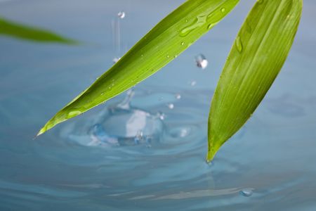 High resolution image of wet bamboo-leaves . Please take a look at my similar bamboo-imagesの写真素材