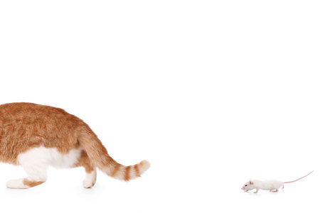 humor concept with cat and mouseの写真素材
