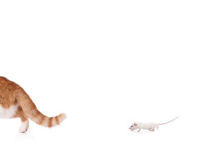 humor concept with cat and mouseの写真素材