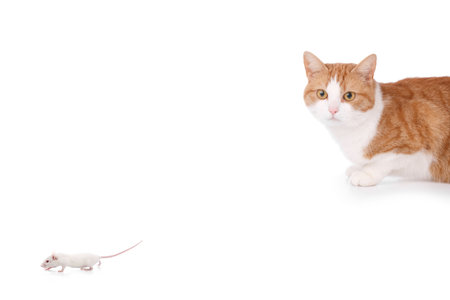 humor concept with cat and mouseの写真素材