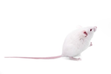 white mouse isolated on a white backgroundの写真素材