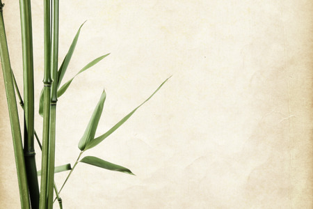 bamboo leaves border on vintage old paper background with copy spaceの写真素材