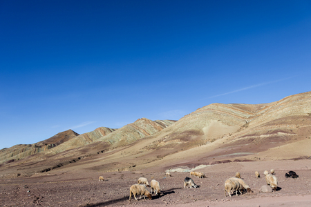 Sheep and goats grazing on stony ground plains on slopes of High Atlas mountains in Moroccoの写真素材