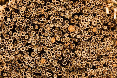 Reed background. Pattern of reed or strawの写真素材