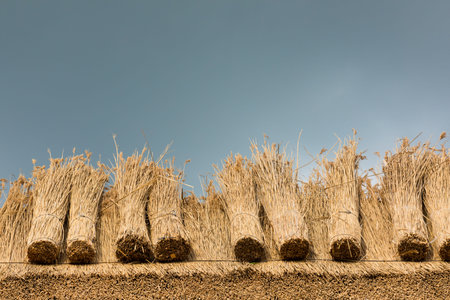  Thatcher thatching a roof of a house with new straw.Thatched roof of a homeの写真素材