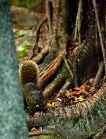 The squirrel under the tree looks at meの写真素材