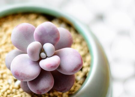 cactus - Graptopetalum amethystinumの写真素材