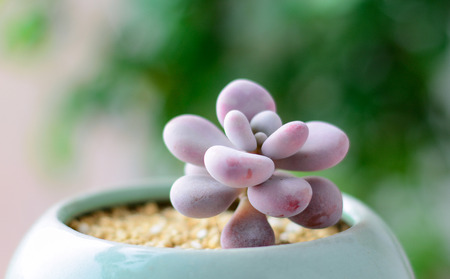 cactus - Graptopetalum amethystinumの写真素材