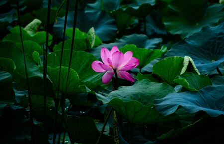 Lotusの写真素材