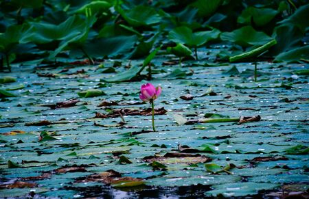 Lotusの写真素材