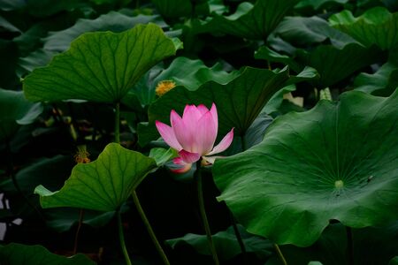 Lotusの写真素材