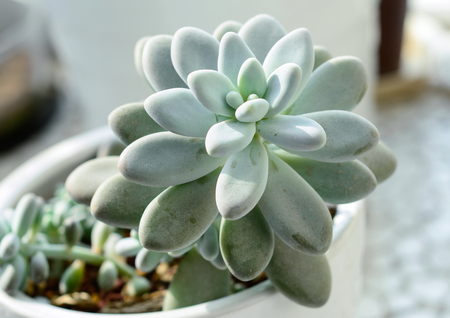 cactus - Pachyphytum oviferumの写真素材