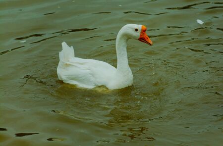 White geeseの写真素材