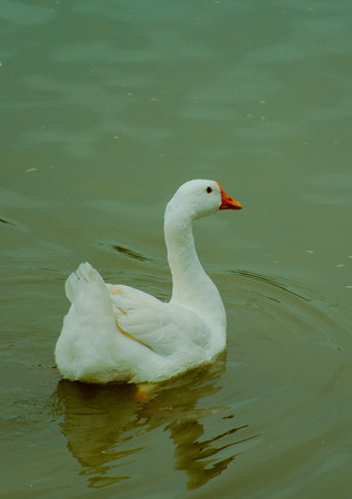 White geeseの写真素材