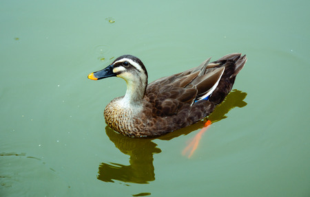 Duckの写真素材