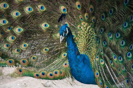 Peacockの写真素材