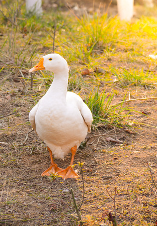 Goose in a fieldの写真素材