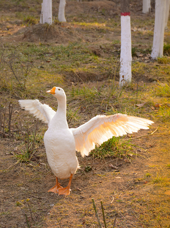 Goose in a fieldの写真素材