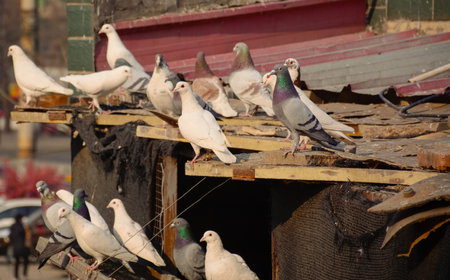 Pigeon loft in a city