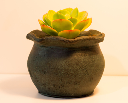 Succulent plantsの写真素材