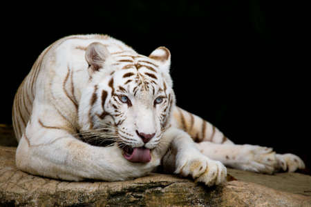White tiger licking pawの写真素材