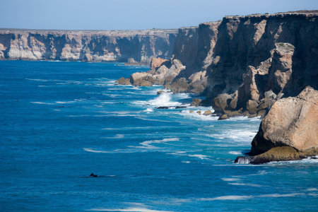 Southern Right Whale Bunda cliffs Nullarbor Plain South Australiaの写真素材