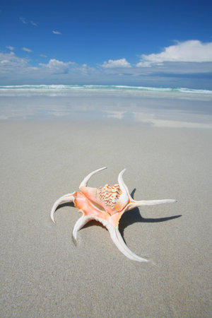 Shell on a tropical beach
