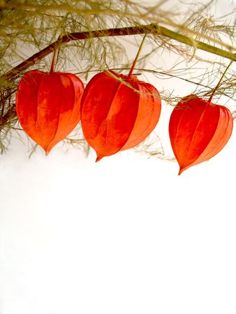 Crisp fall jack-o-lanternsの写真素材