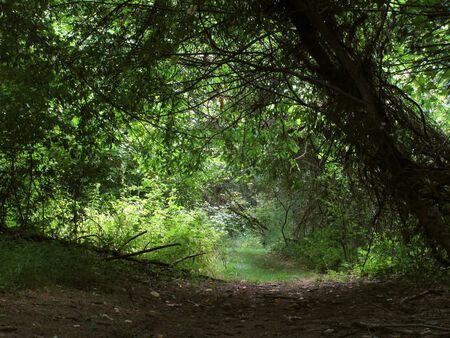A peaceful path runs lazily into a dark forest                               の写真素材