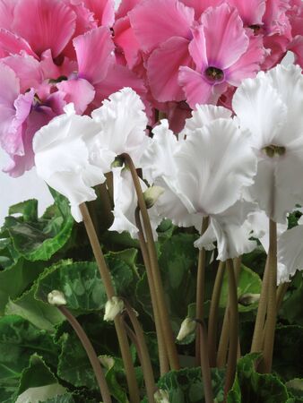 Close-up view of beautiful pink and white cyclamens                           の写真素材