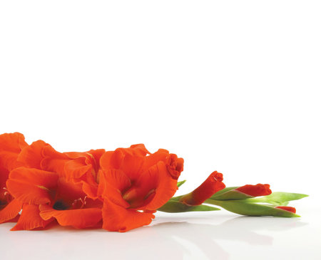 Stunning red gladiolus on a white rfelctive background                               の写真素材