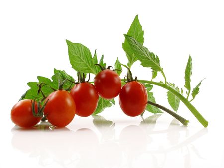 Grape or cherry tomato branch with leaves on white                               の写真素材
