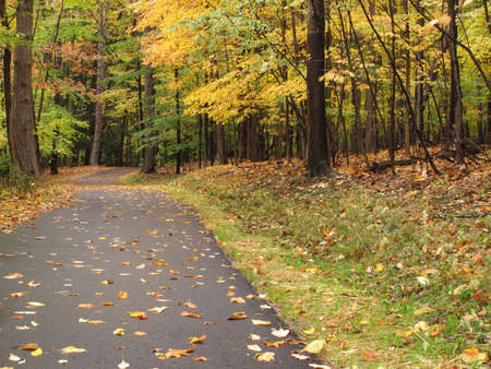 Beautiful winding path runs through an autumn forest                                の写真素材