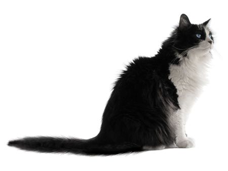 Tobias, a beautiful black and white cat poses for a portrait on white                            の写真素材