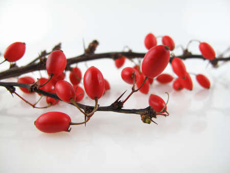 Close up detail of winterberries or barberries with shallow depth of field                               の写真素材