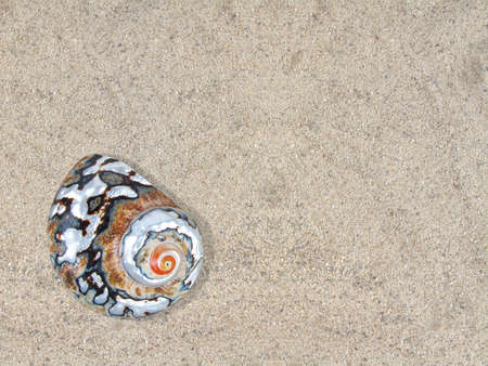 Beautiful turban shell on a warm sandy beach                               の写真素材