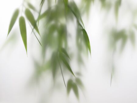 Fresh green bamboo leaves behind a frosted glass door panelの写真素材