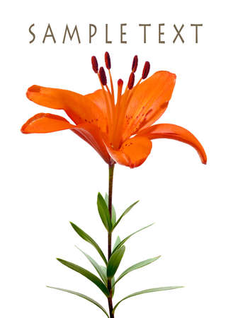 Beautiful bright red lily isolated on whiteの写真素材