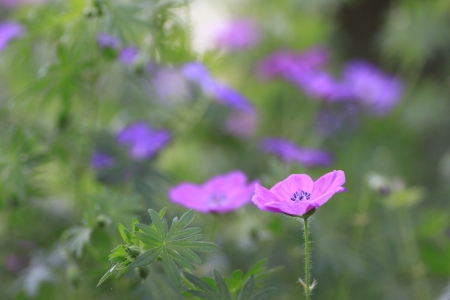 Stunning close up of a small fuschia geranium or cranesbillの写真素材