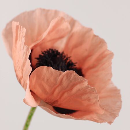 Macro view of a giant pink oriental poppyの写真素材