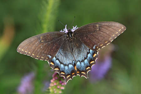 Closeup view of a beautiful black swallowtail butterflyの写真素材