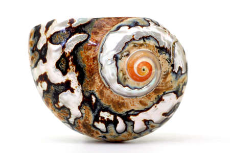 Colorful snail sea shell isolated on a white backgroundの写真素材
