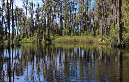 Swampの写真素材