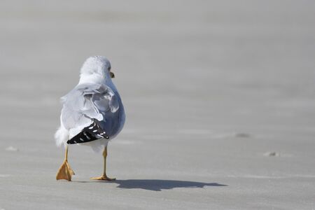 Pretty little sea gull walking on the beachの写真素材