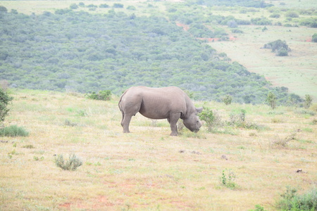 South Africaのeditorial素材